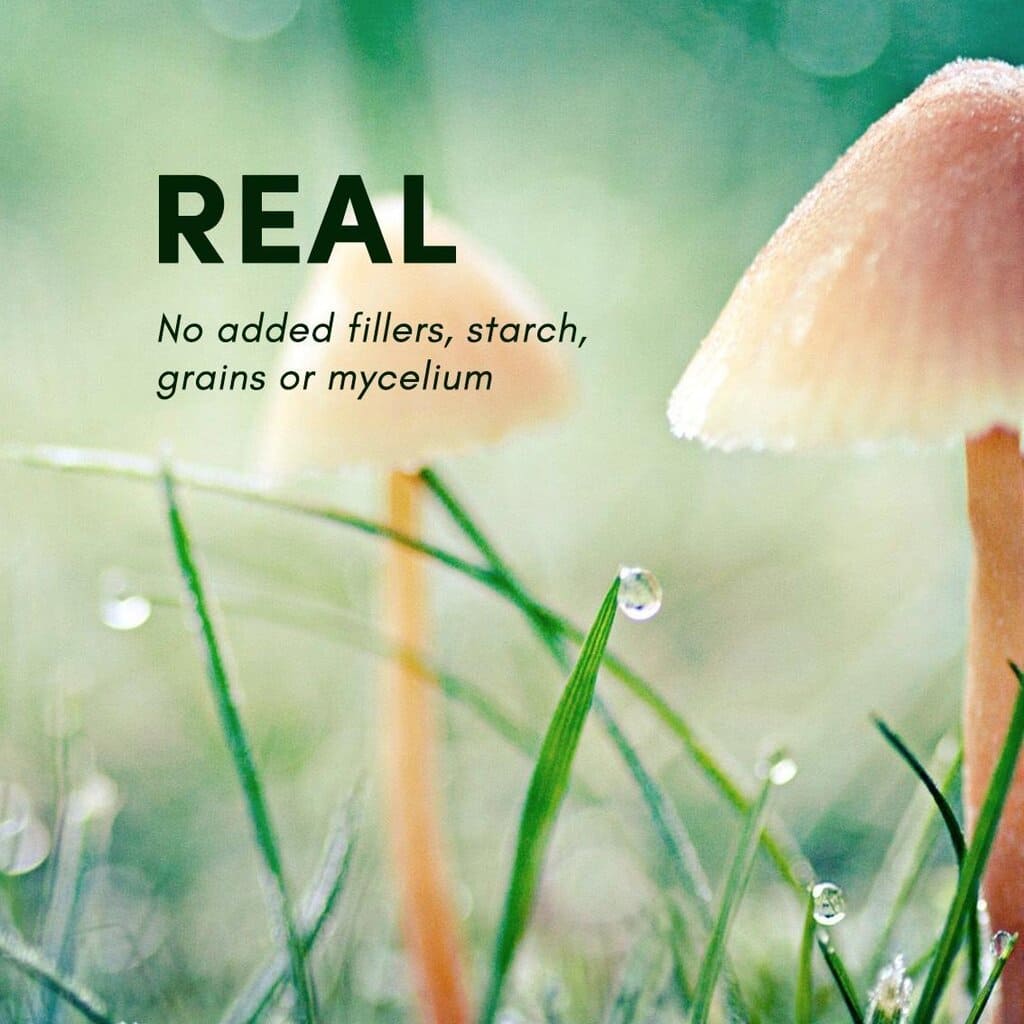 Mood Shine Memory + Focus Gummies - Multiverse