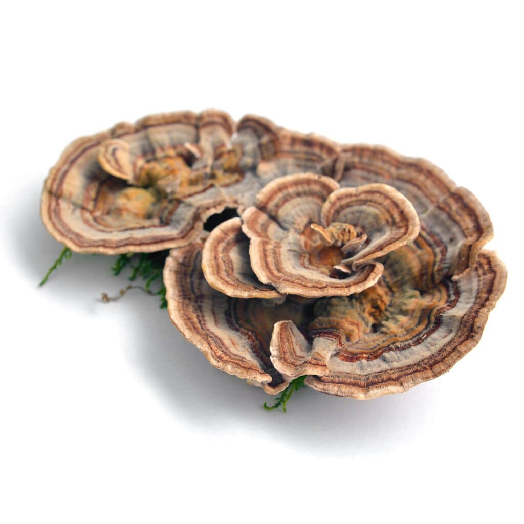 shroomworks Golden Immunity - Multiverse