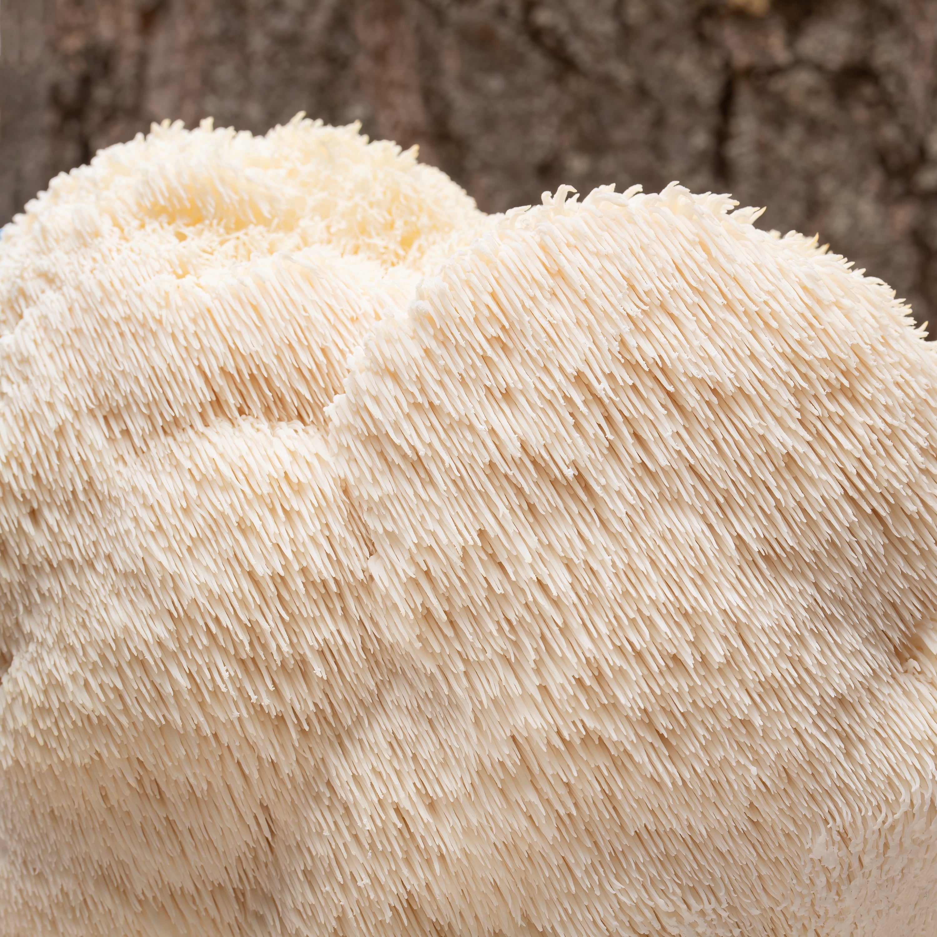 Üphoric Urth No. 01 Lions Mane - Multiverse