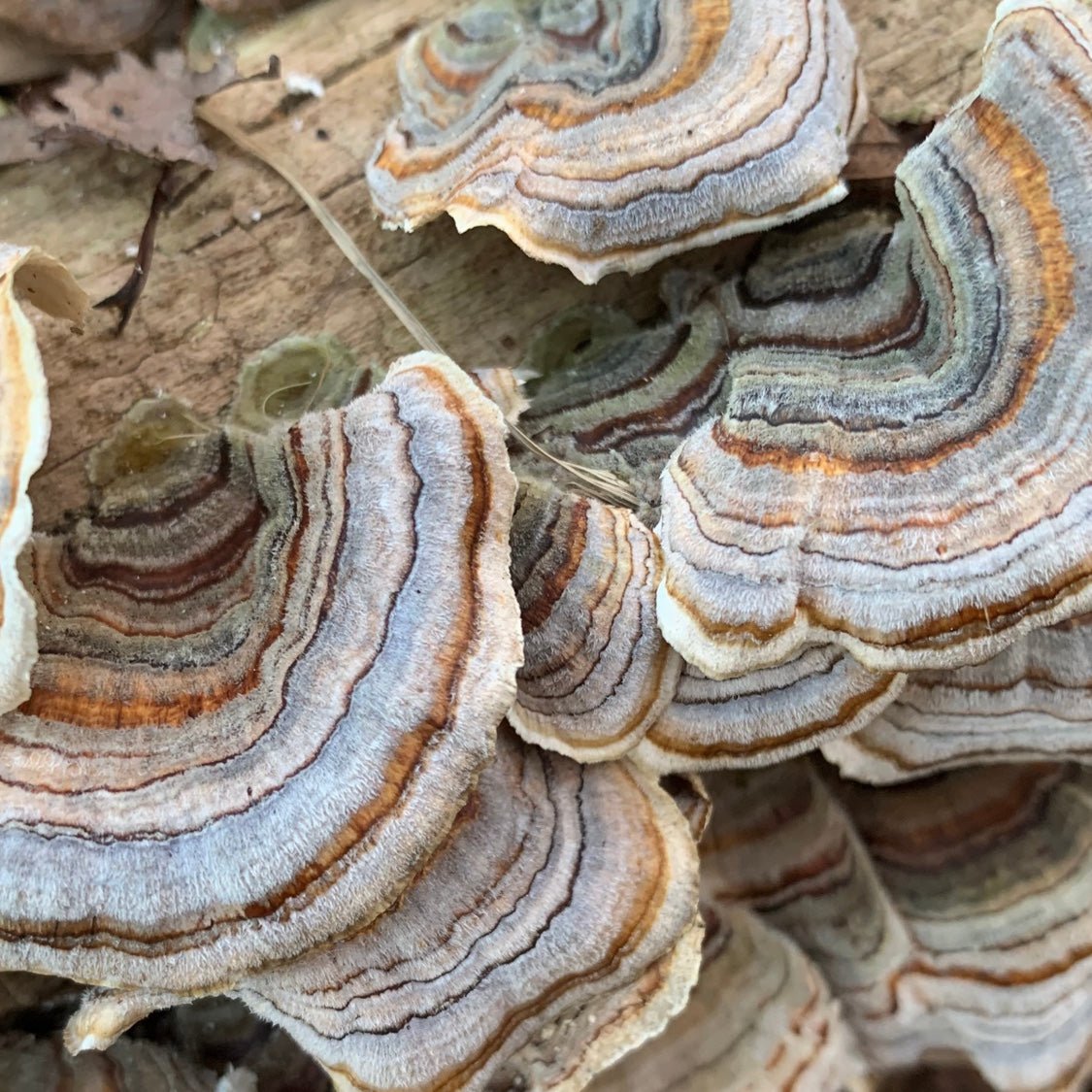 Üphoric Urth No. 05 Turkey Tail - Multiverse