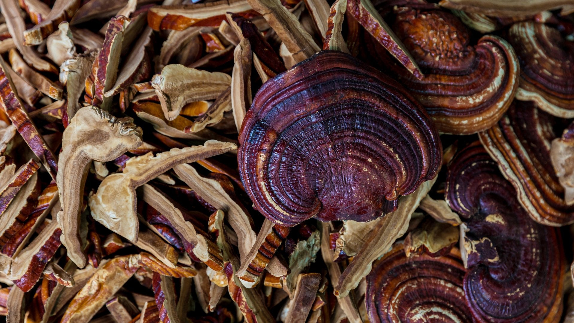 Black Magic Alchemy The Shroomy Temple | Wild Reishi Mushroom Tincture - Multiverse